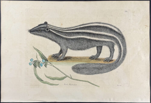 Pole Cat (Striped Skunk) with Day Flower