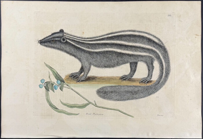 Pole Cat (Striped Skunk) with Day Flower