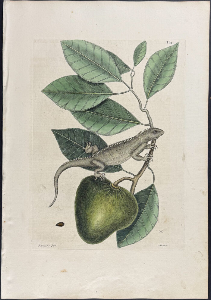 Guana (Iguana) with Pond Apple