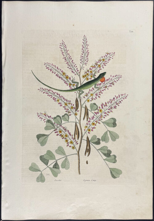 Green Lizard of Jamaica with Logwood