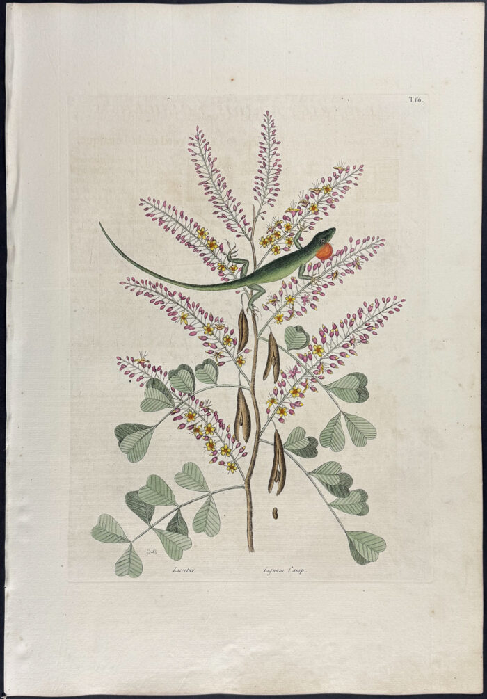 Green Lizard of Jamaica with Logwood