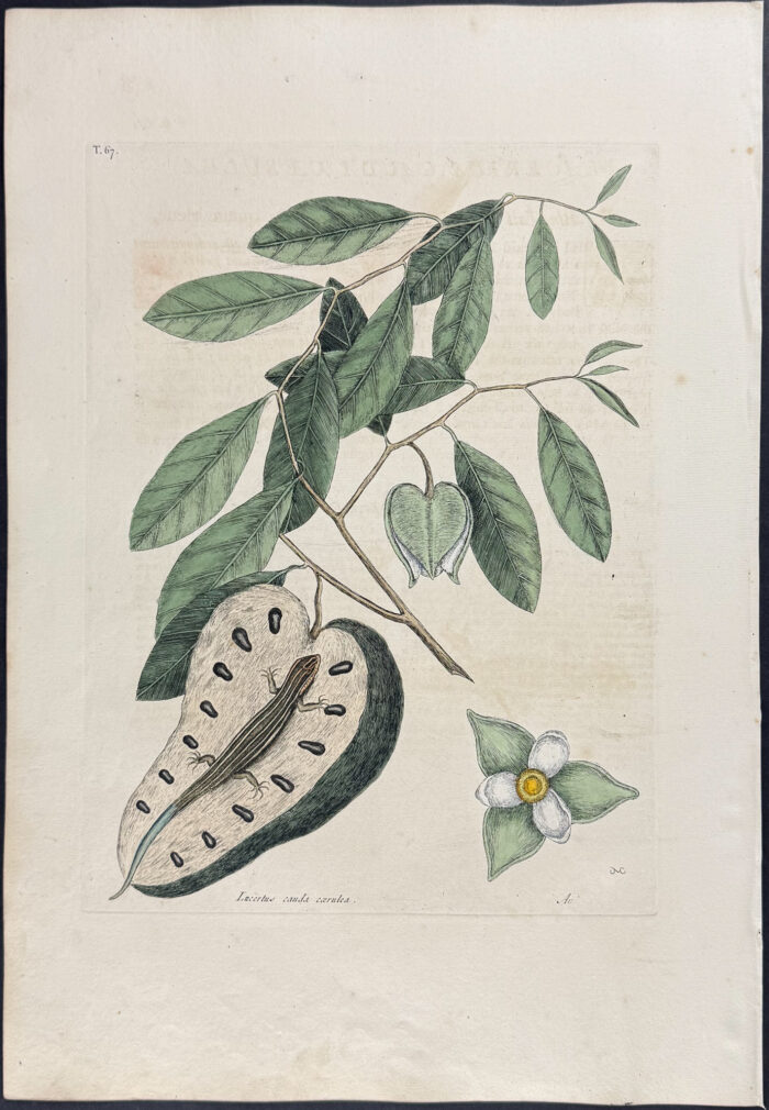 Blue-Tailed Lizard with Cherimoya