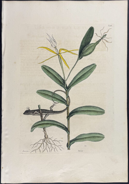 Lion Lizard with Bahaman Orchid