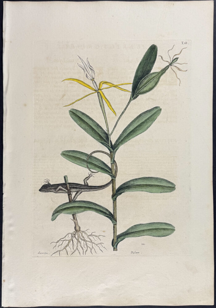 Lion Lizard with Bahaman Orchid