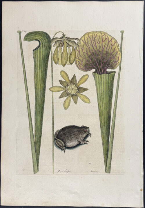Land Frog (Southern Toad) with Yellow Pitcher Plant (Carnivorous)