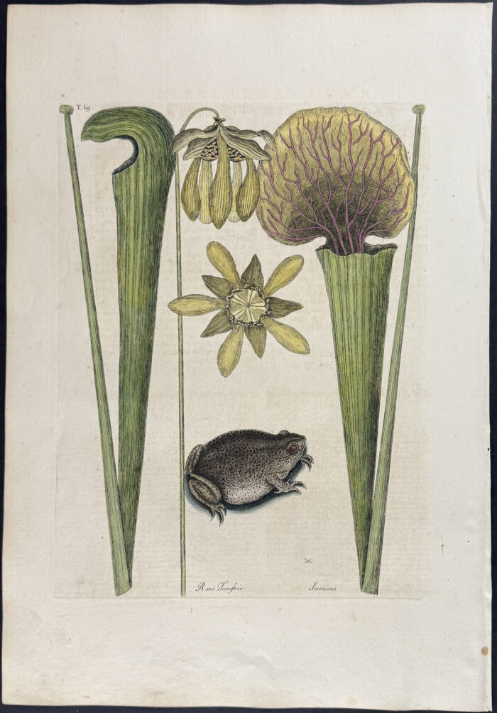 Land Frog (Southern Toad) with Yellow Pitcher Plant (Carnivorous)