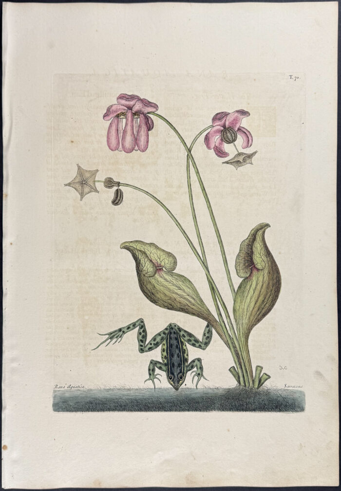 Water Frog (Green Frog) with Northern Pitcher Plant (Carnivorous)