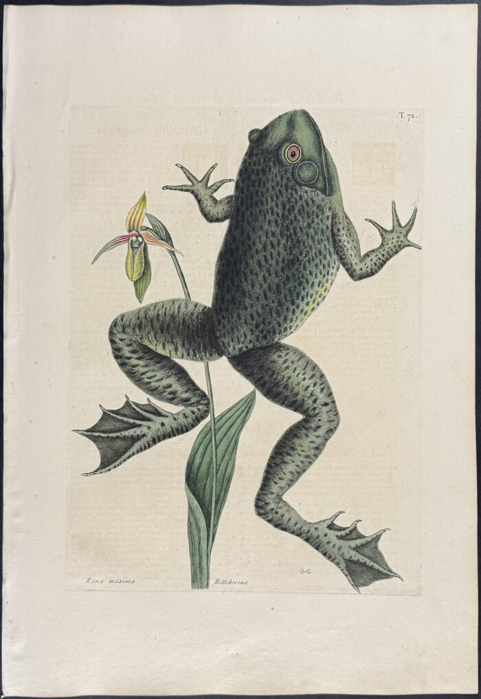 Bull Frog with Ladys Slipper