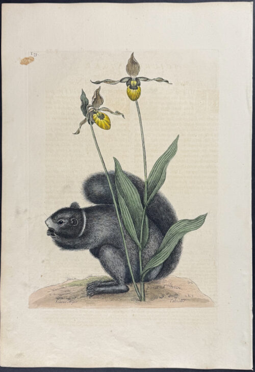 Black Squirrel (Southern Fox Squirrel) with Yellow Ladys Slipper