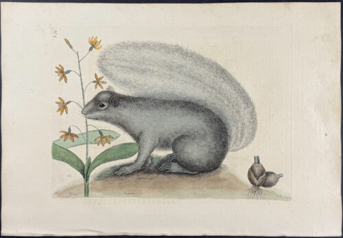 Grey Fox Squirrel (Eastern Gray Squirrel) with Bahaman Orchid