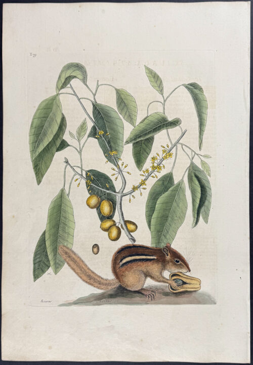 Ground Squirrel (Eastern Chipmunk) with Mastick Tree