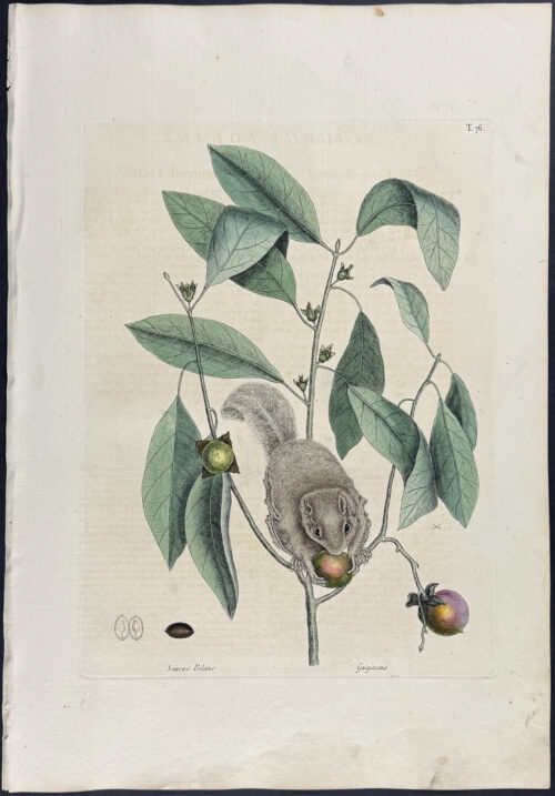 Flying Squirrel with Persimmon