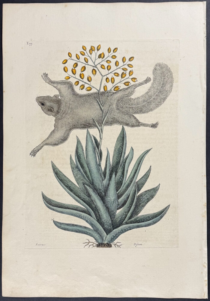 Flying Squirrel with Viscum