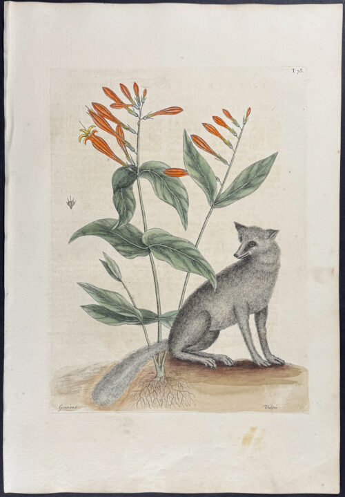 Grey Fox with Indian Pink