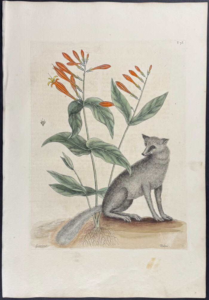 Grey Fox with Indian Pink