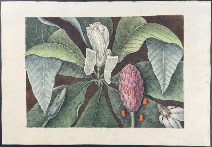 Magnolia - The Umbrella Tree (Big Leaf Magnolia)