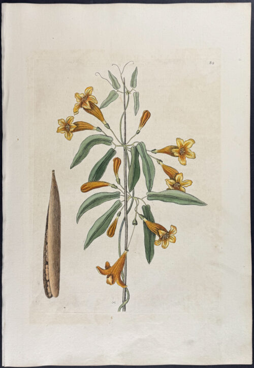 Bigonia Americana (Cross Vine)
