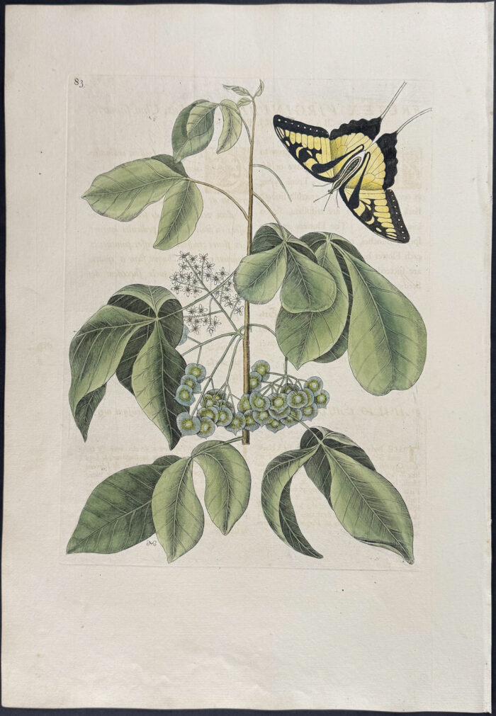 Tiger Swallow-Tail with Wafer Ash