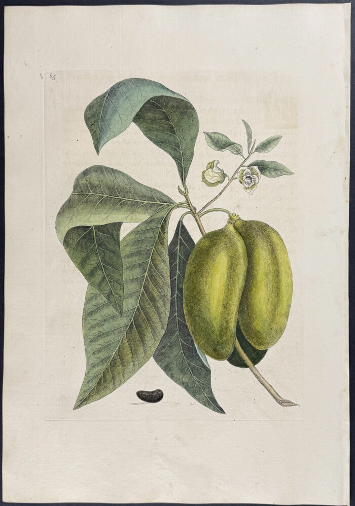 Anona (Pawpaw)