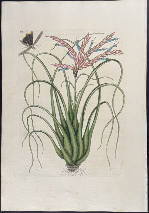 Wild Pine with Locusta (Cricket)