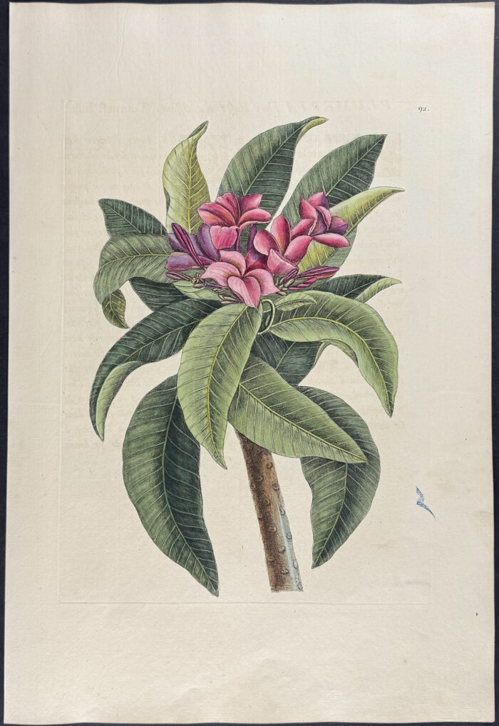Plumeria Flore Roseo (Red Frangipanni)