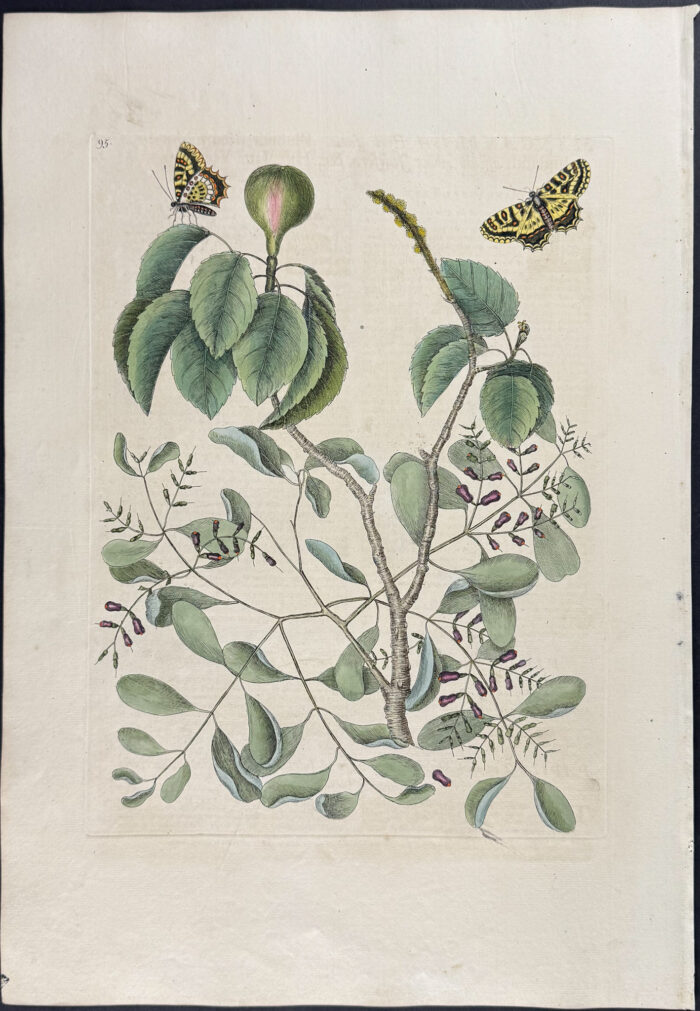 Mancaneel Tree with two Butterflies