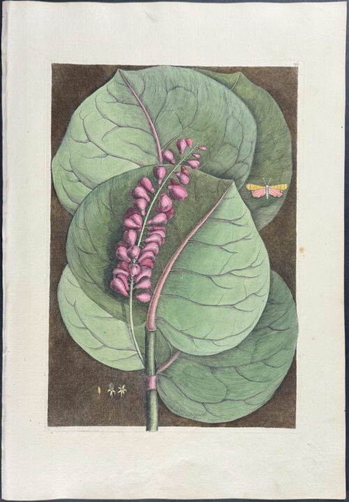 Mangrove Grape Tree with Goldenrod Moth