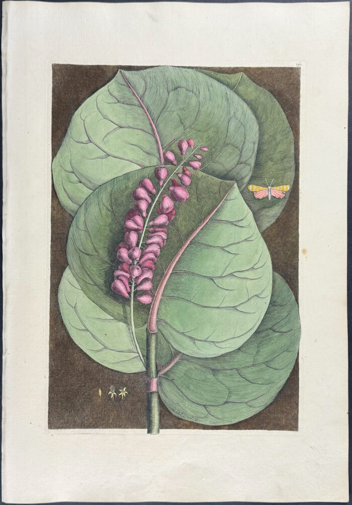 Mangrove Grape Tree with Goldenrod Moth