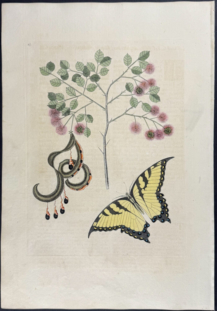 Swallow-Tail with Acacia (Cats Claw)