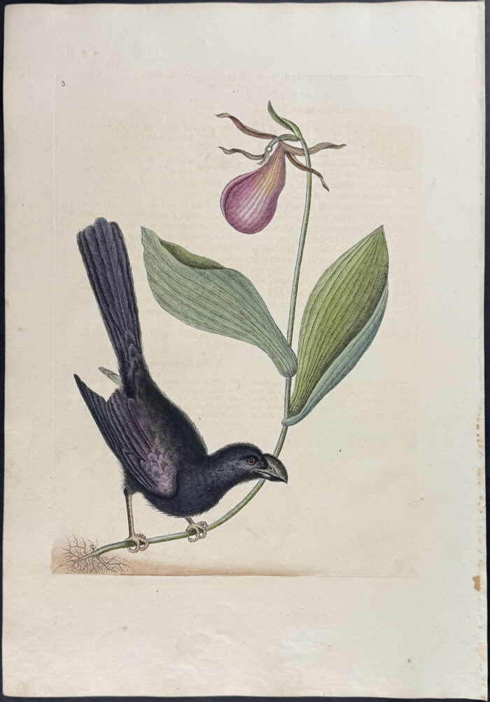 Razor-billed Backbird of Jamaica with Lady's Slipper Orchid