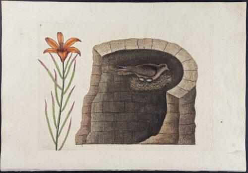 American Swallow with Lily