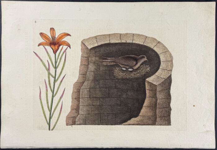 American Swallow with Lily