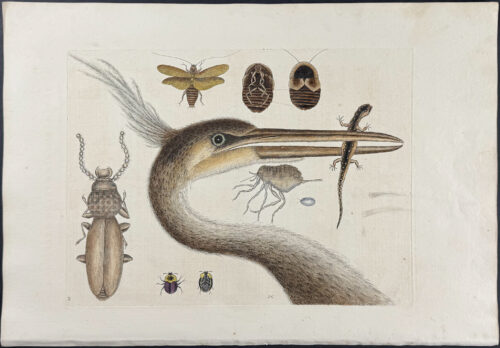 Largest Crested Heron, Spotted Eft, Chego, & Cockroach