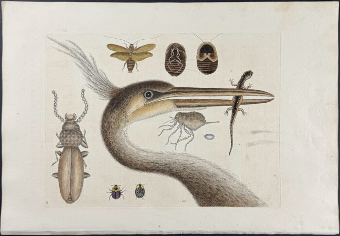 Largest Crested Heron, Spotted Eft, Chego, & Cockroach
