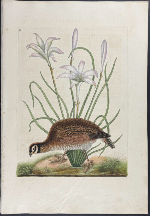 American Partridge with Attamusco Lily