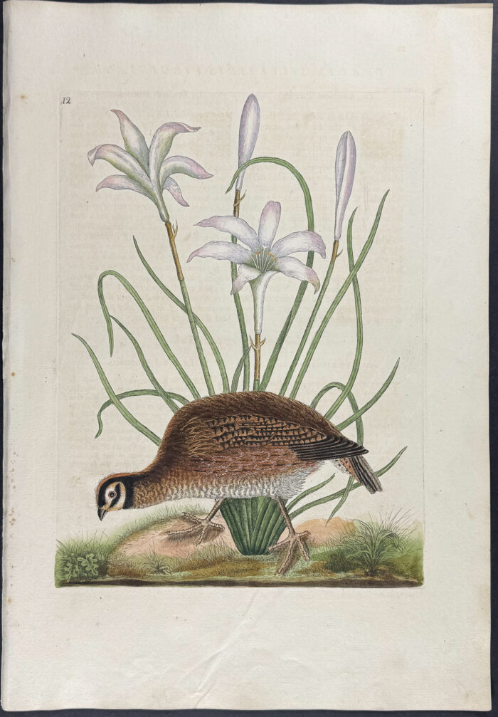 American Partridge with Attamusco Lily