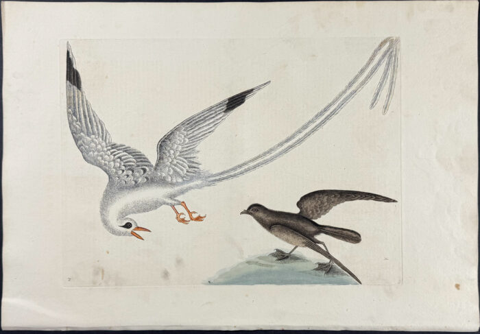 Tropic Bird & Storm Finch or Petrel
