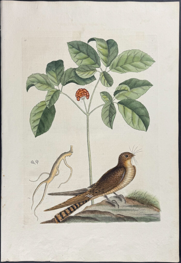 Whip-poor-will with Ginseng or Nin-sin of the Chinese
