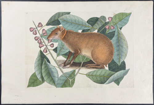 Java Hare with Fig Tree