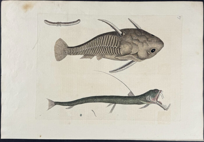 Viper Mouth & Gamora Fish