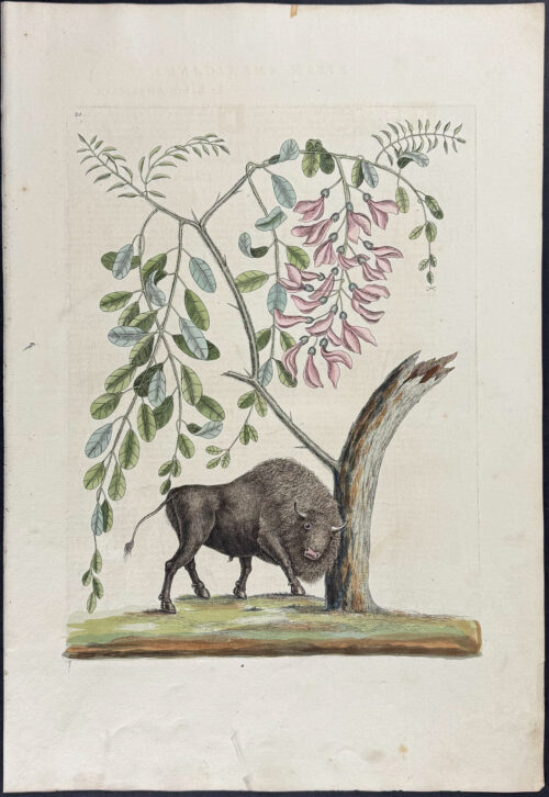 American Bison
