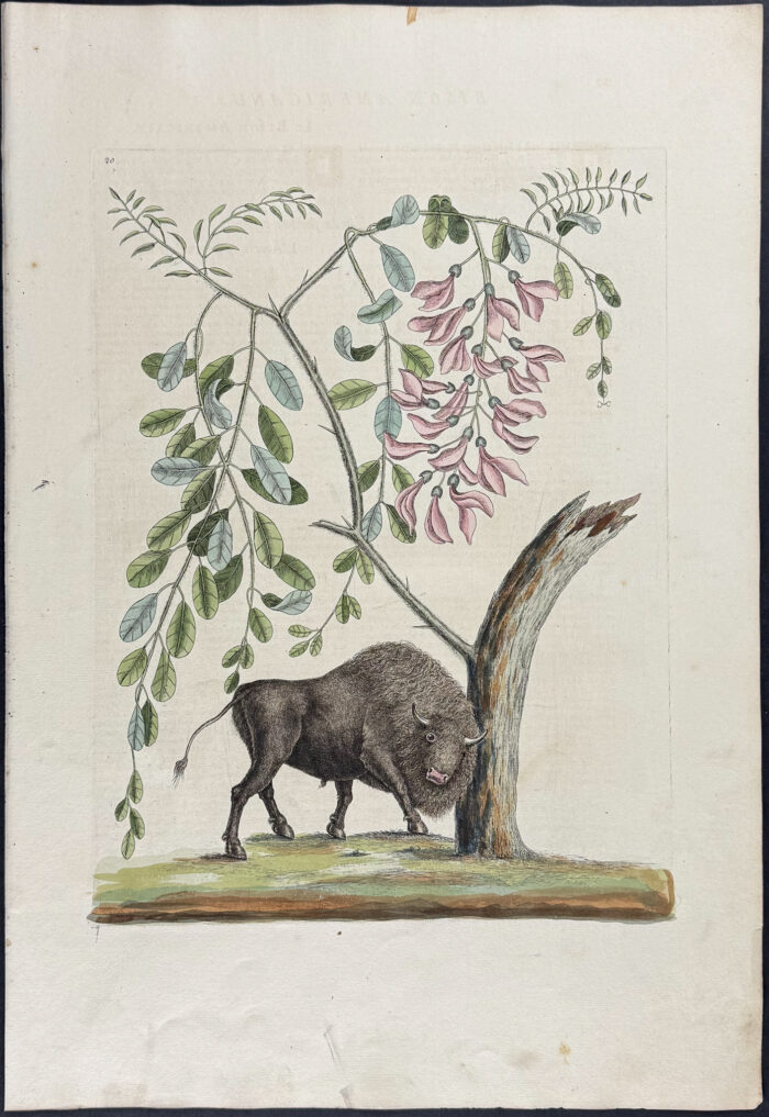 American Bison