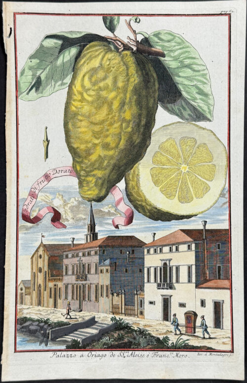 Citrus Fruit (Cedrato di frutto Dorato)