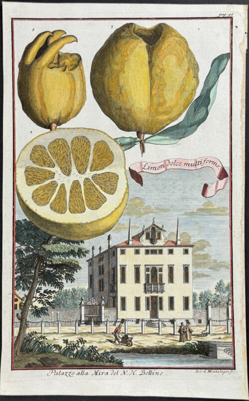 Lemon (Limon dolce multiforme)