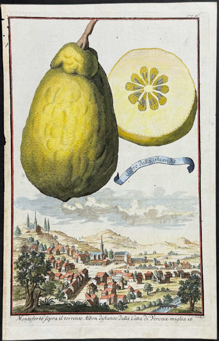 Citrus Fruit (Cedro della Ghianda)