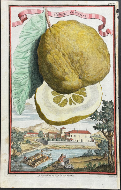Citrus Fruit (Cedrato ordinario)