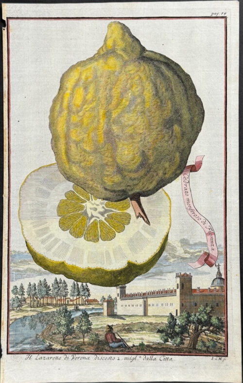 Citrus Fruit (Cedrato monstrosso di Fiorenza)