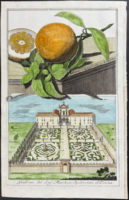 Orange - Aranzo confog rizza tondetta