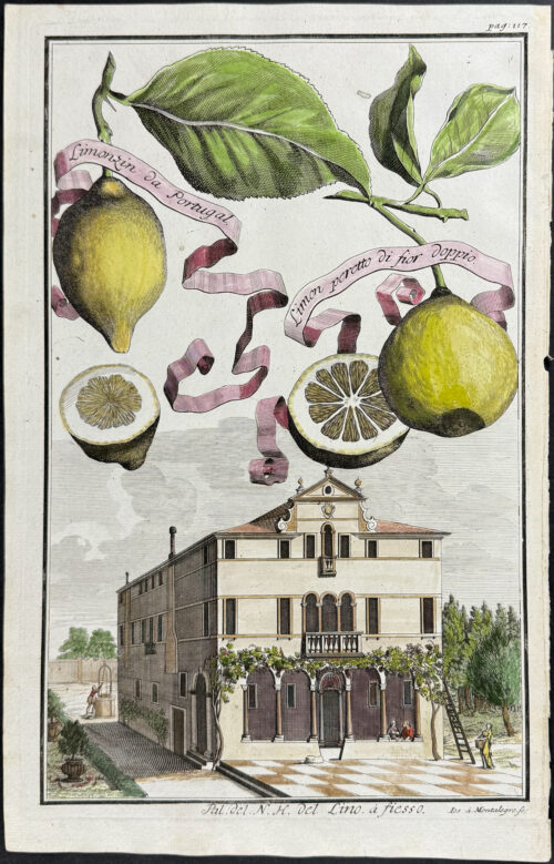 Lemon - Limonsin da portugal & Limon peretto
