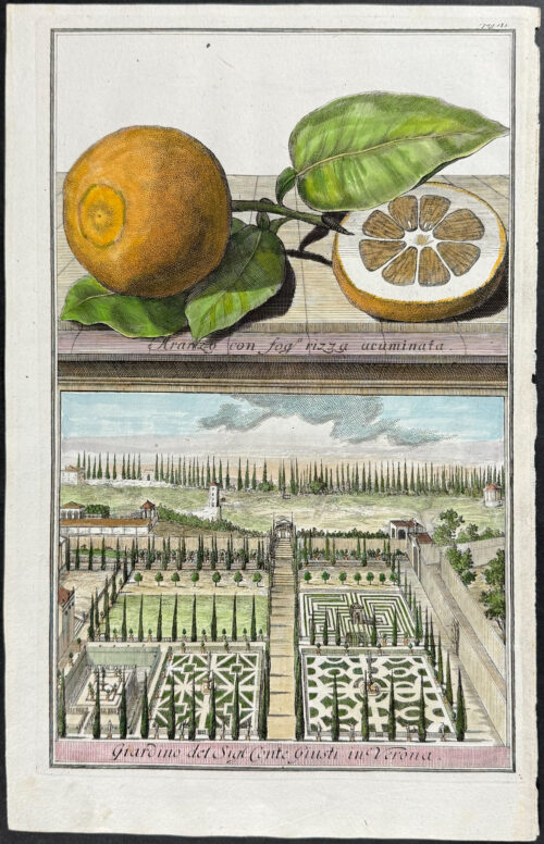 Orange - Aranzo con fog rizza acuminta